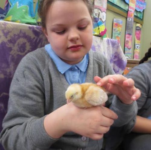 Chicks Visit Class 6